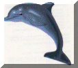 dolphin.gif (124950 bytes)